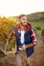 Smiling man harvesting grapes from vines in vineyard Royalty Free Stock Photo