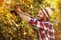 Young man harvesting the grapes in vineyard Royalty Free Stock Photo