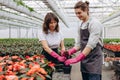 Young smiling people florists planting flowers while working in the greenhouse Royalty Free Stock Photo