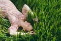 Young smiling tender beautiful woman with closed eyes in light patterned dress lying on grass resting in sunny weather Royalty Free Stock Photo