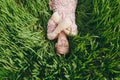 Young smiling tender woman with closed eyes in light patterned dress lying on grass holding hands folded resting in Royalty Free Stock Photo