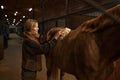 Young smiling woman cleaning horseback of her brown purebred stallion