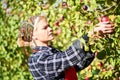 Woman picker portrait in apples orchard Royalty Free Stock Photo