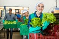 Young smiling workwoman sorting lettuce in vegetable factory Royalty Free Stock Photo