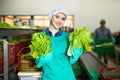 Young smiling workwoman sorting lettuce in vegetable factory Royalty Free Stock Photo