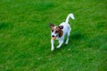 Young smooth-coated Jack Russell Terrier dog Royalty Free Stock Photo