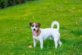 Young smooth-coated Jack Russell Terrier dog Royalty Free Stock Photo