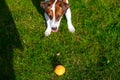 Young smooth-coated Jack Russell Terrier dog Royalty Free Stock Photo