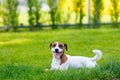 Young smooth-coated Jack Russell Terrier dog Royalty Free Stock Photo