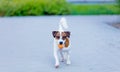 Young smooth-coated Jack Russell Terrier dog Royalty Free Stock Photo