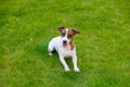 Young smooth-coated Jack Russell Terrier dog Royalty Free Stock Photo