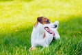 Young smooth-coated Jack Russell Terrier dog Royalty Free Stock Photo