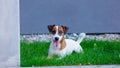 Young smooth-coated Jack Russell Terrier dog Royalty Free Stock Photo