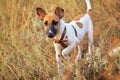 Young smooth fox terrier dog in the field Royalty Free Stock Photo