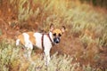 Young smooth fox terrier Royalty Free Stock Photo