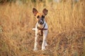 Young smooth fox terrier Royalty Free Stock Photo