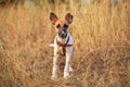 Young smooth fox terrier