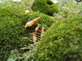 The young snail crawled on the rock that was overgrown with moss and small bushes