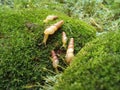 The young snail crawled on the rock that was overgrown with moss and small bushes