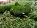 The young snail crawled on the rock that was overgrown with moss and small bushes