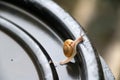 Young snail slowly walking on the black plastic cap, the snail is a mollusk with a single spiral shell.