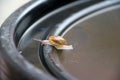 Young snail slowly walking on the black plastic cap, the snail is a mollusk with a single spiral shell into which the whole body.