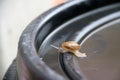 Young snail slowly walking on the black plastic cap, the snail is a mollusk with a single spiral shell.