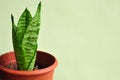Young Snake Plant