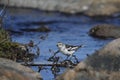 Young snow bunting Plectrophenax nivalis perching on a willow over water Royalty Free Stock Photo