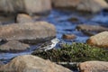 Young snow bunting Plectrophenax nivalis perching on a willow over water foraging for food Royalty Free Stock Photo