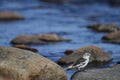 Young snow bunting Plectrophenax nivalis sitting on a rock Royalty Free Stock Photo