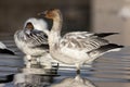 Young snow geese