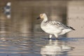 Young snow geese