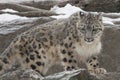 Young Snow Leopard