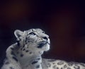 Young Snow leopard portrait on dark background