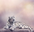 Young Snow leopard portrait Royalty Free Stock Photo