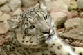 Young Snow Leopard Royalty Free Stock Photo