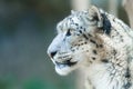 Snow leopard watching around Royalty Free Stock Photo