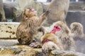 Young Snow Monkey Temper Tantrum Royalty Free Stock Photo