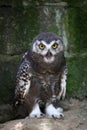 Young snow owl