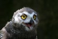Young snow owl Royalty Free Stock Photo