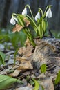 Young snowdrops above the old leaves in spring forest