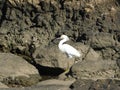 a young snowy egret on the background of a coastal cliff