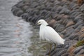 Young Snowy Egret Hunting For Fish