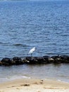 Young snowy egret on living shoreline