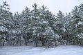 Young snowy pine forest in winter. White season background