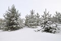 Young snowy spruce trees grow in the forest