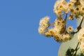 Young Soap mallee Eucalyptus diversifolia flowers on a blue sky background, California