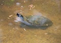 Young Soft-shelled Turtle Royalty Free Stock Photo