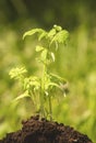 Young Solanum lycopersicum Royalty Free Stock Photo